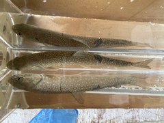 Salvelinus confluentus