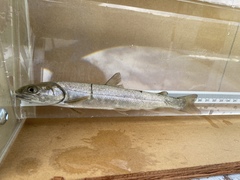 Salvelinus confluentus