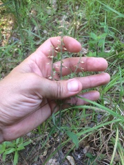 Scutellaria integrifolia