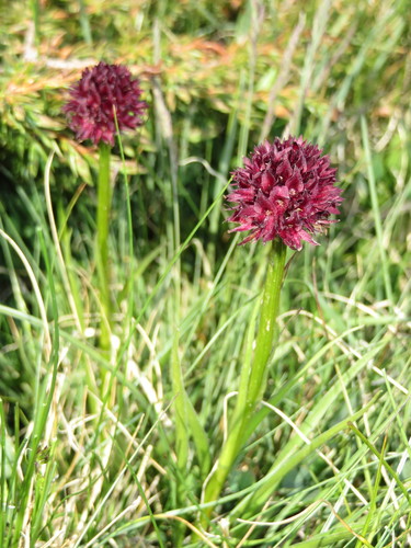 Gymnadenia austriaca (Gymnadenia austriaca)
