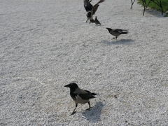 Corvus cornix