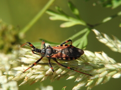 Rhynocoris cuspidatus