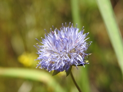 Jasione