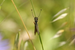 Libelloides ictericus