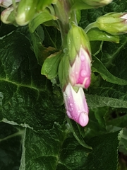 Nicotiana tabacum