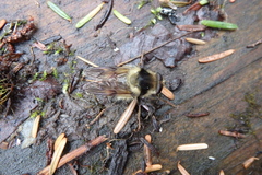 Criorhina bubulcus
