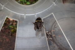 Criorhina bubulcus