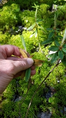 Rhododendron groenlandicum