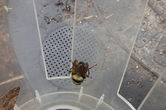 Criorhina bubulcus