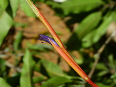 Tillandsia adpressiflora
