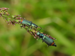 Malachius australis