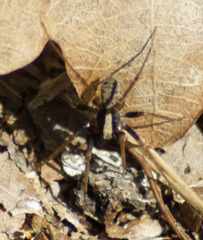Pardosa lugubris