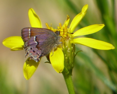 Callophrys muiri