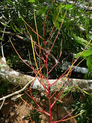 Tillandsia adpressiflora
