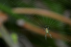 Leucauge argyrobapta