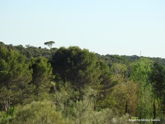Quercus rotundifolia