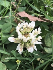 Trifolium repens
