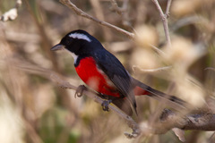 Granatellus venustus