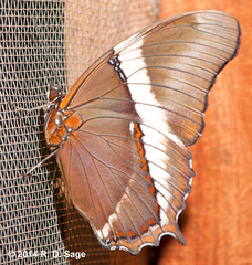 Siproeta epaphus trayja