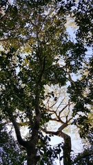 Drypetes diversifolia