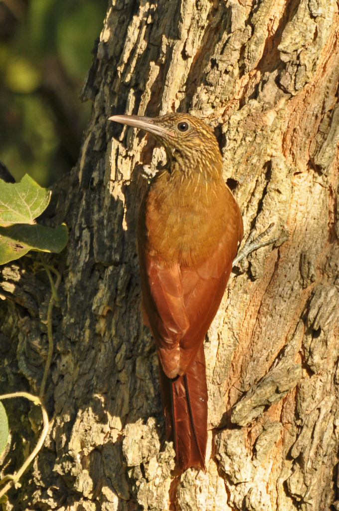 Black-Banded Woodcreeper