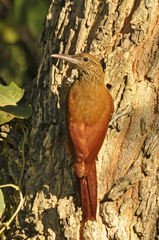 Dendrocolaptes picumnus