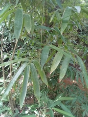 Image of Guadua angustifolia