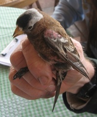 Leucosticte tephrocotis