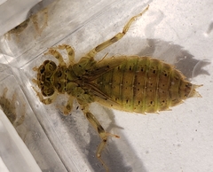 Erpetogomphus designatus