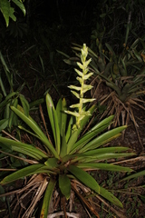 Vriesea pleiosticha