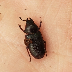 Platycerus quercus