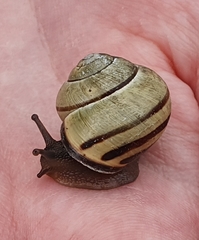 Cepaea nemoralis