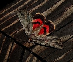 Catocala coccinata