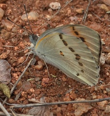 Colotis annae