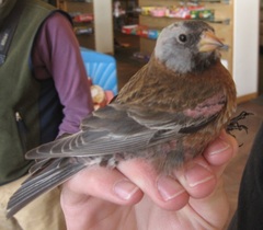 Leucosticte tephrocotis littoralis