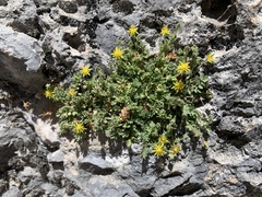 Ivesia jaegeri