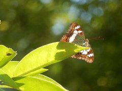 Moduza procris milonia