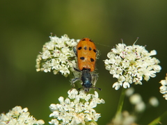 Trichodes octopunctatus
