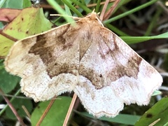 Metarranthis indeclinata