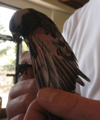 Leucosticte atrata