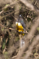 Trogon citreolus