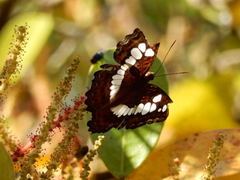 Moduza procris milonia