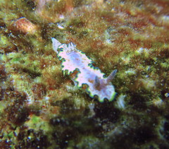 Glossodoris acosti