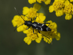 Chlorophorus sartor