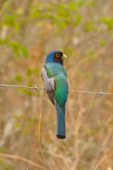 Blue-Crowned Trogon photo 2