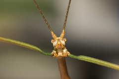 Diapheromera calcarata