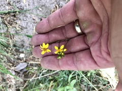 Coreocarpus arizonicus