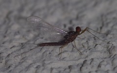 Serratella ignita