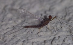 Serratella ignita