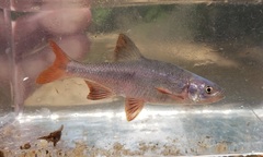 Lythrurus umbratilis